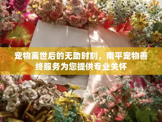 宠物离世后的无助时刻，南平宠物善终服务为您提供专业关怀