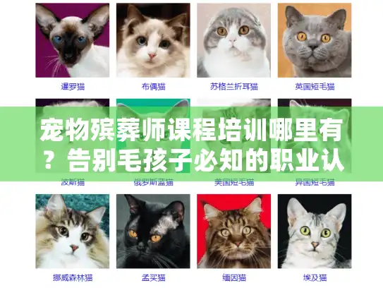 宠物殡葬师课程培训哪里有？告别毛孩子必知的职业认证指南