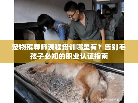 宠物殡葬师课程培训哪里有？告别毛孩子必知的职业认证指南