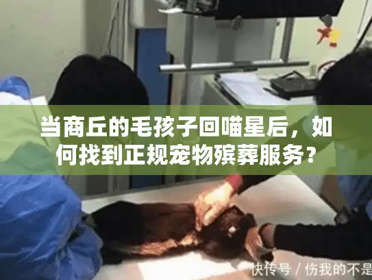 当商丘的毛孩子回喵星后，如何找到正规宠物殡葬服务？