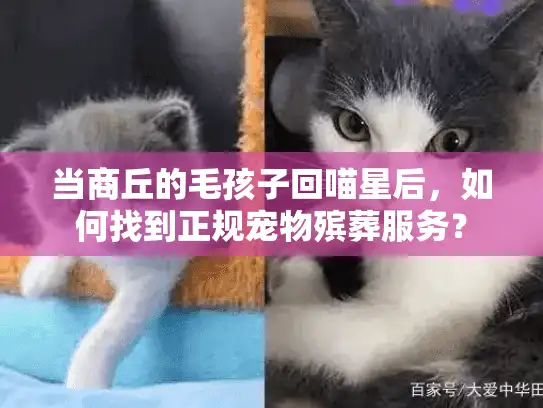 当商丘的毛孩子回喵星后，如何找到正规宠物殡葬服务？