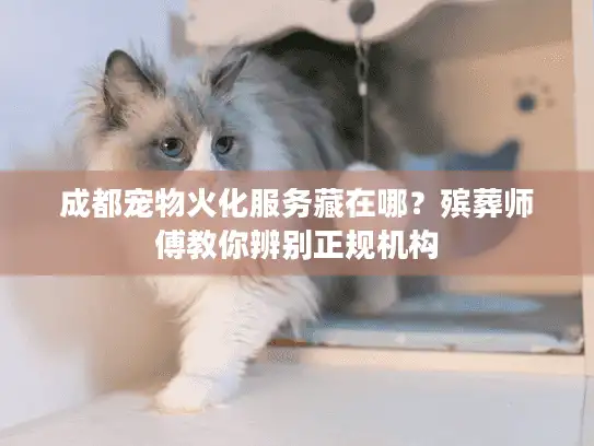 成都宠物火化服务藏在哪？殡葬师傅教你辨别正规机构