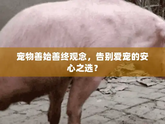 宠物善始善终观念，告别爱宠的安心之选？