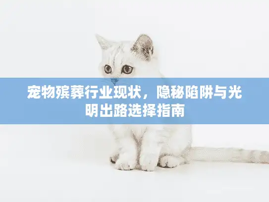 宠物殡葬行业现状，隐秘陷阱与光明出路选择指南