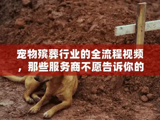 宠物殡葬行业的全流程视频，那些服务商不愿告诉你的内幕