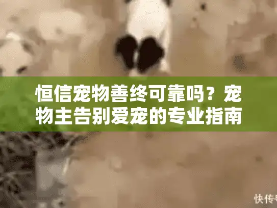 恒信宠物善终可靠吗？宠物主告别爱宠的专业指南