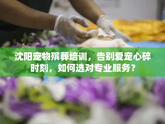 沈阳宠物殡葬培训，告别爱宠心碎时刻，如何选对专业服务？