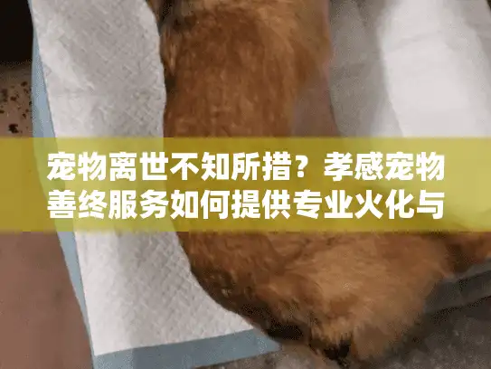 宠物离世不知所措？孝感宠物善终服务如何提供专业火化与安葬？