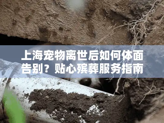 上海宠物离世后如何体面告别？贴心殡葬服务指南