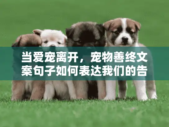 当爱宠离开，宠物善终文案句子如何表达我们的告别？