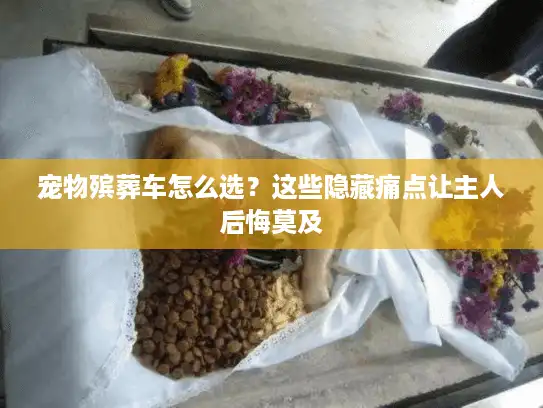 宠物殡葬车怎么选？这些隐藏痛点让主人后悔莫及