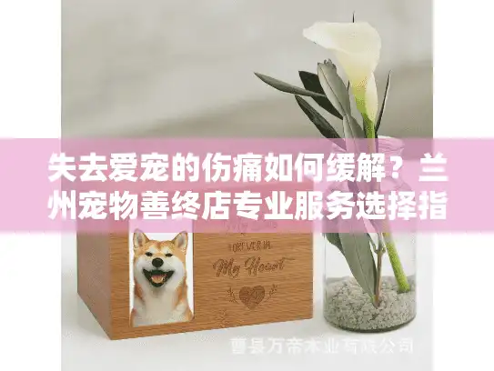 失去爱宠的伤痛如何缓解？兰州宠物善终店专业服务选择指南