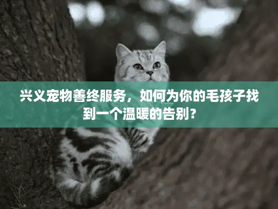 兴义宠物善终服务，如何为你的毛孩子找到一个温暖的告别？