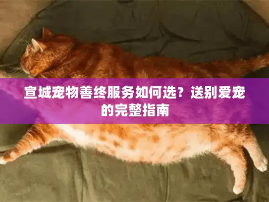 宣城宠物善终服务如何选？送别爱宠的完整指南