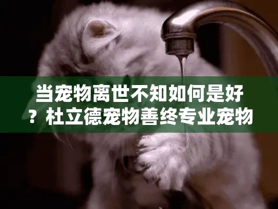 当宠物离世不知如何是好？杜立德宠物善终专业宠物殡葬服务指南