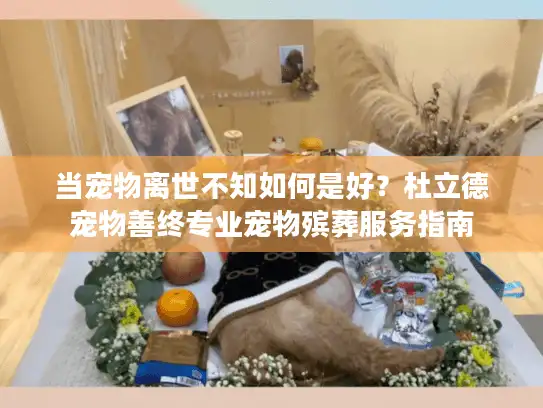 当宠物离世不知如何是好？杜立德宠物善终专业宠物殡葬服务指南