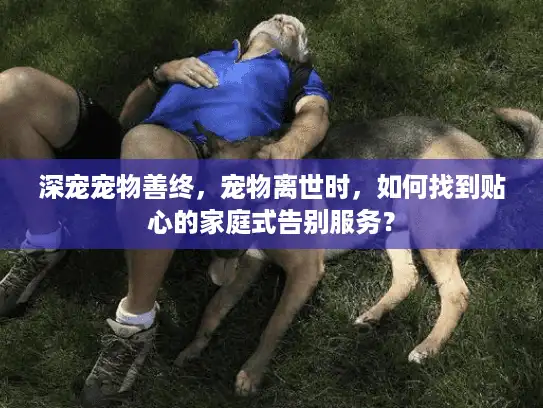 深宠宠物善终，宠物离世时，如何找到贴心的家庭式告别服务？