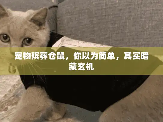 宠物殡葬仓鼠，你以为简单，其实暗藏玄机
