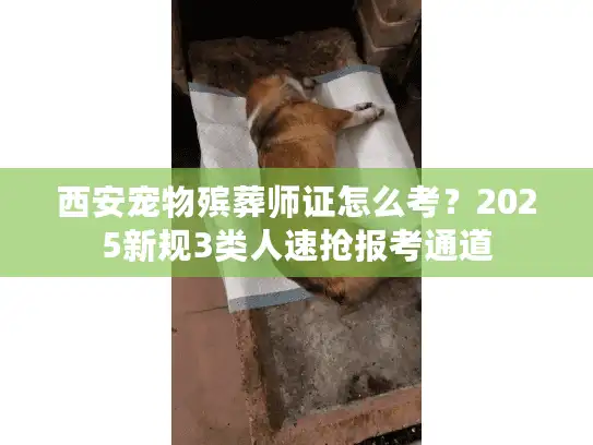 西安宠物殡葬师证怎么考？2025新规3类人速抢报考通道