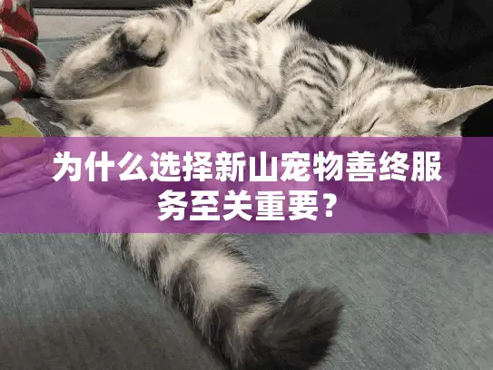 为什么选择新山宠物善终服务至关重要？