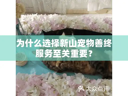 为什么选择新山宠物善终服务至关重要？