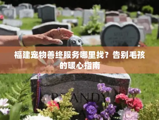 福建宠物善终服务哪里找？告别毛孩的暖心指南