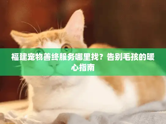 福建宠物善终服务哪里找？告别毛孩的暖心指南