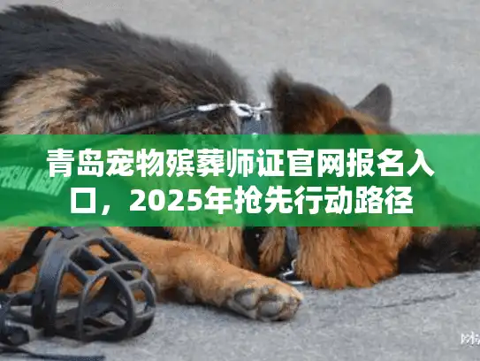 青岛宠物殡葬师证官网报名入口，2025年抢先行动路径