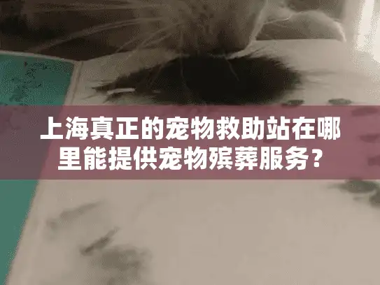 上海真正的宠物救助站在哪里能提供宠物殡葬服务？