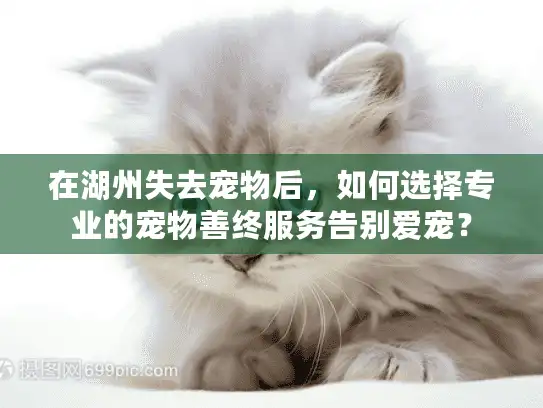 在湖州失去宠物后，如何选择专业的宠物善终服务告别爱宠？