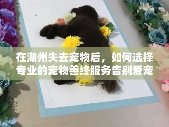 在湖州失去宠物后，如何选择专业的宠物善终服务告别爱宠？