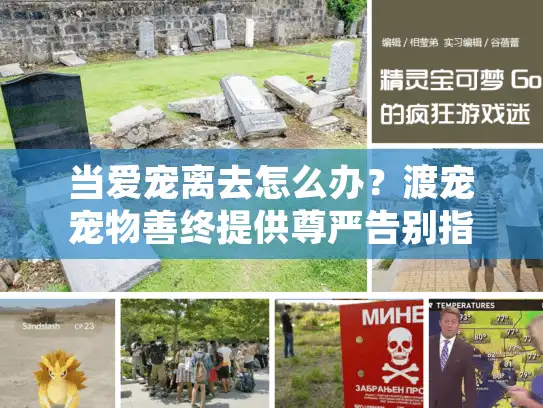 当爱宠离去怎么办？渡宠宠物善终提供尊严告别指南