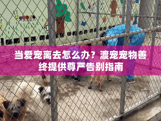 当爱宠离去怎么办？渡宠宠物善终提供尊严告别指南