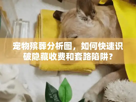 宠物殡葬分析图，如何快速识破隐藏收费和套路陷阱？