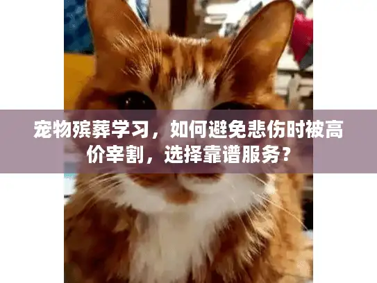 宠物殡葬学习，如何避免悲伤时被高价宰割，选择靠谱服务？