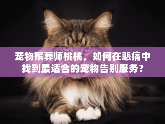 宠物殡葬师桃桃，如何在悲痛中找到最适合的宠物告别服务？