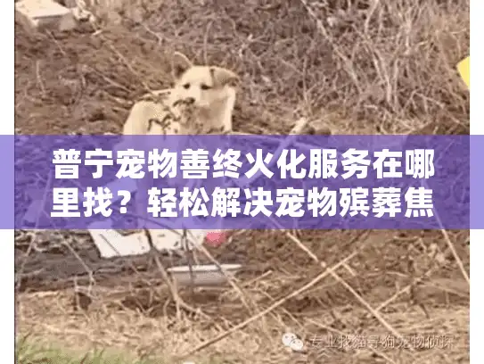 普宁宠物善终火化服务在哪里找？轻松解决宠物殡葬焦虑