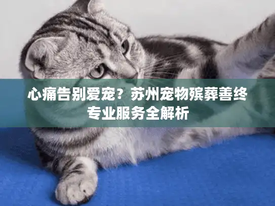 心痛告别爱宠？苏州宠物殡葬善终专业服务全解析