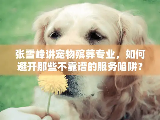 张雪峰讲宠物殡葬专业，如何避开那些不靠谱的服务陷阱？