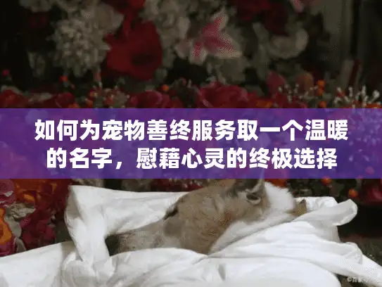 如何为宠物善终服务取一个温暖的名字，慰藉心灵的终极选择