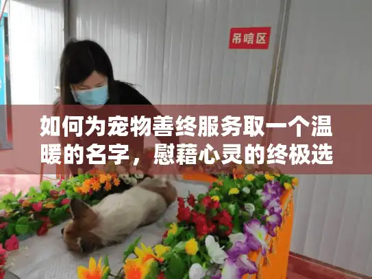如何为宠物善终服务取一个温暖的名字，慰藉心灵的终极选择