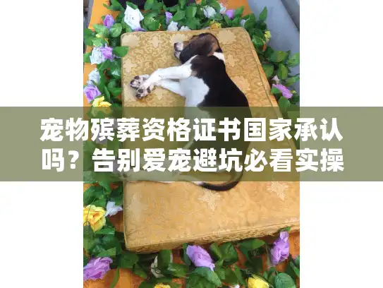 宠物殡葬资格证书国家承认吗？告别爱宠避坑必看实操