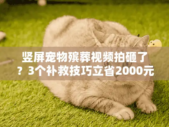 竖屏宠物殡葬视频拍砸了？3个补救技巧立省2000元