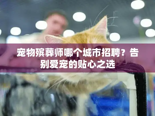 宠物殡葬师哪个城市招聘？告别爱宠的贴心之选