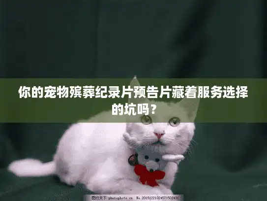 你的宠物殡葬纪录片预告片藏着服务选择的坑吗？