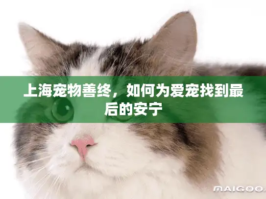 上海宠物善终，如何为爱宠找到最后的安宁