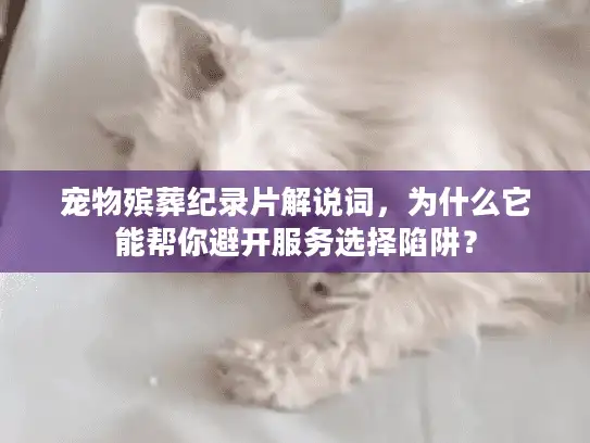 宠物殡葬纪录片解说词，为什么它能帮你避开服务选择陷阱？