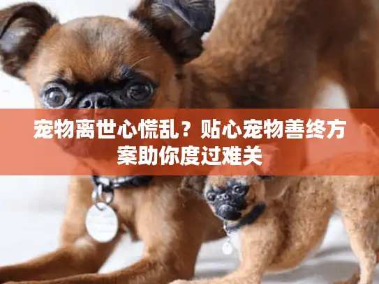宠物离世心慌乱？贴心宠物善终方案助你度过难关