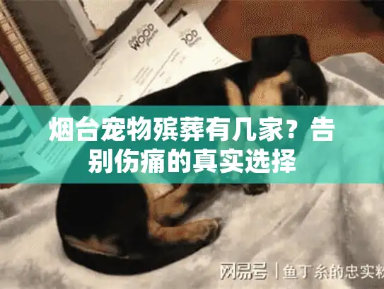 烟台宠物殡葬有几家？告别伤痛的真实选择
