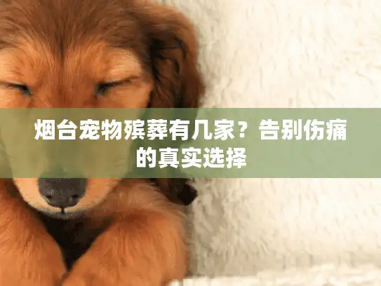 烟台宠物殡葬有几家？告别伤痛的真实选择